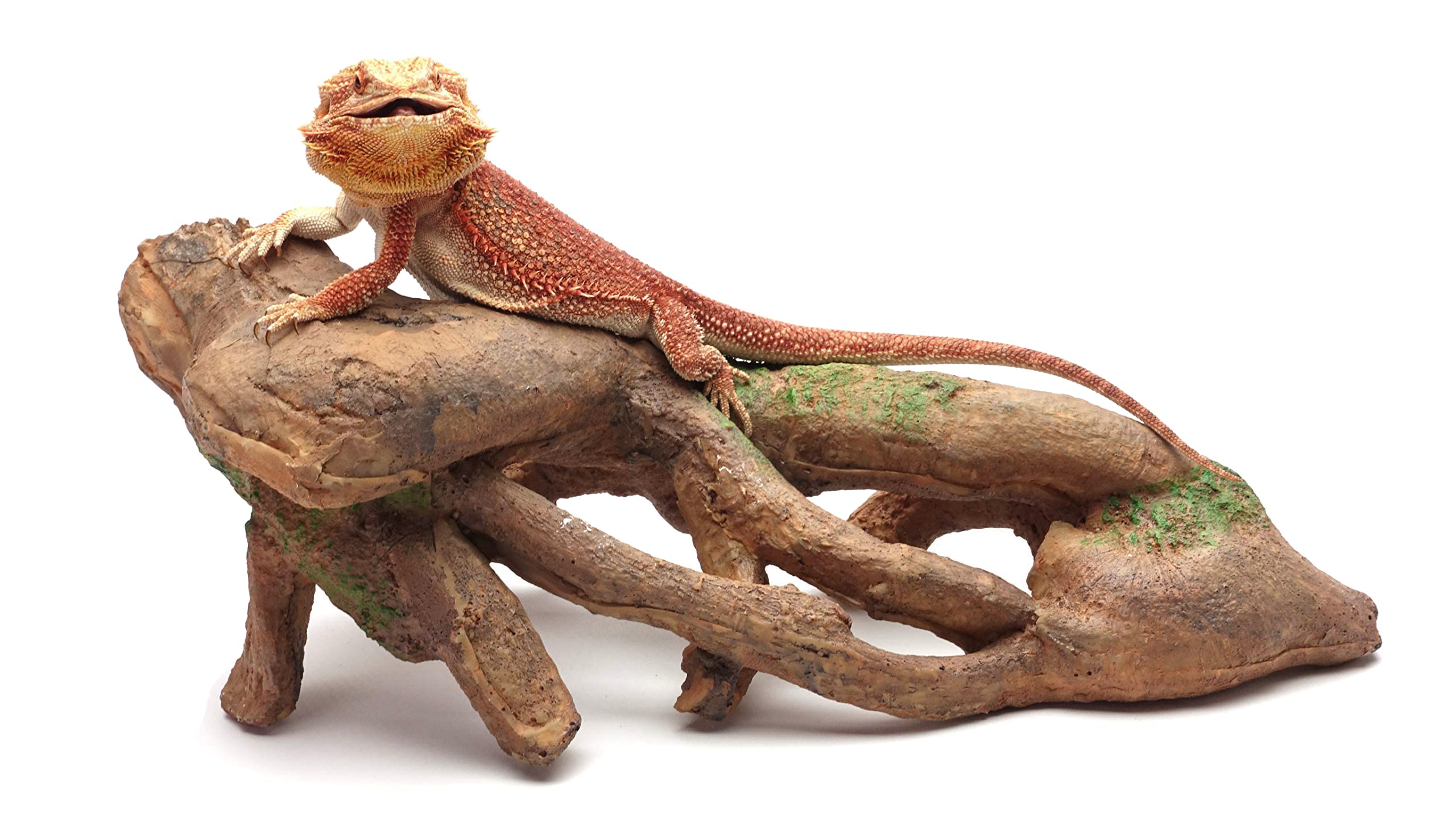 Nudosa raíz Grandes, Brown, Reptil Hábitat Accesorios