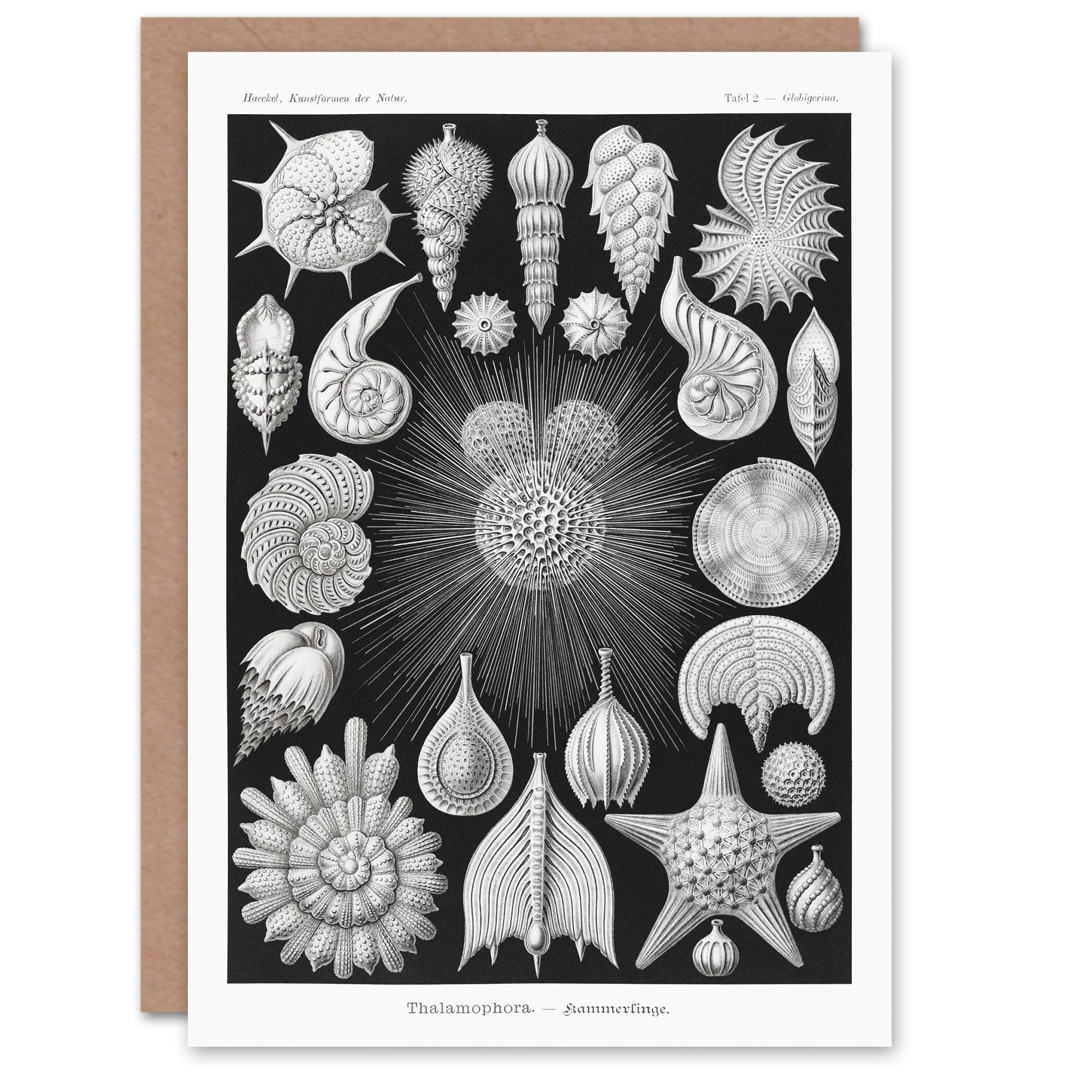 Artery8 Ernst Haeckel Art Card Forams Vintage Illustration