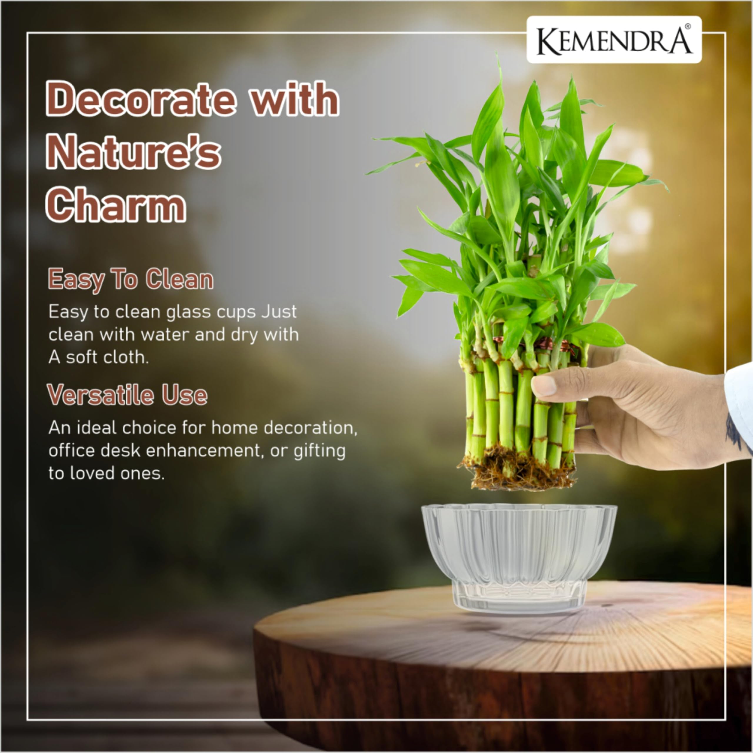 Kemendra® Bamboo Pots | Glass pots for Lucky Bamboo | Decorative Glas | Transperant Glass Curved Dish   | Crystal Cut Glass Pot for Brazilian Wood Plant | (Plant not Included) (Bamboo Pots Pack 1) - Image 2 thumbnail