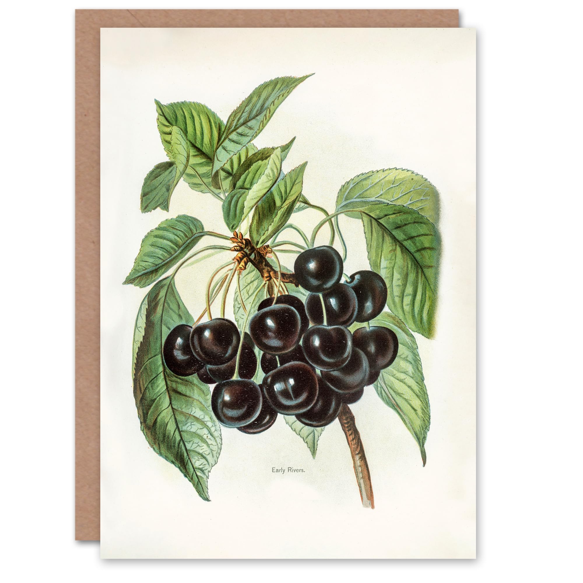 Artery8 Greeting Card - Vintage Illustration