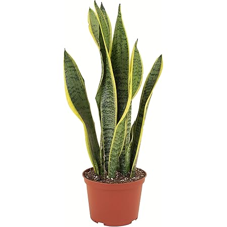Shop Succulents | Standing Collection | Hand Selected, Air Purifying Live Sansevieria Laurentii Snake Indoor House Plant in 6" Grow Pot, 6 INCH