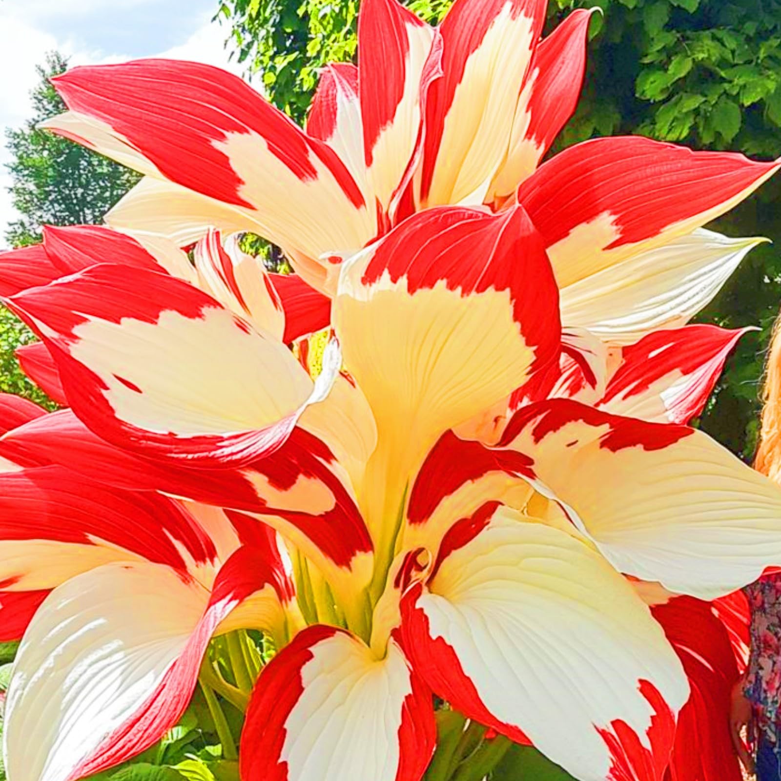 Hostas Plants Garden Flowers Wedding Flowers-10Bulbs-f