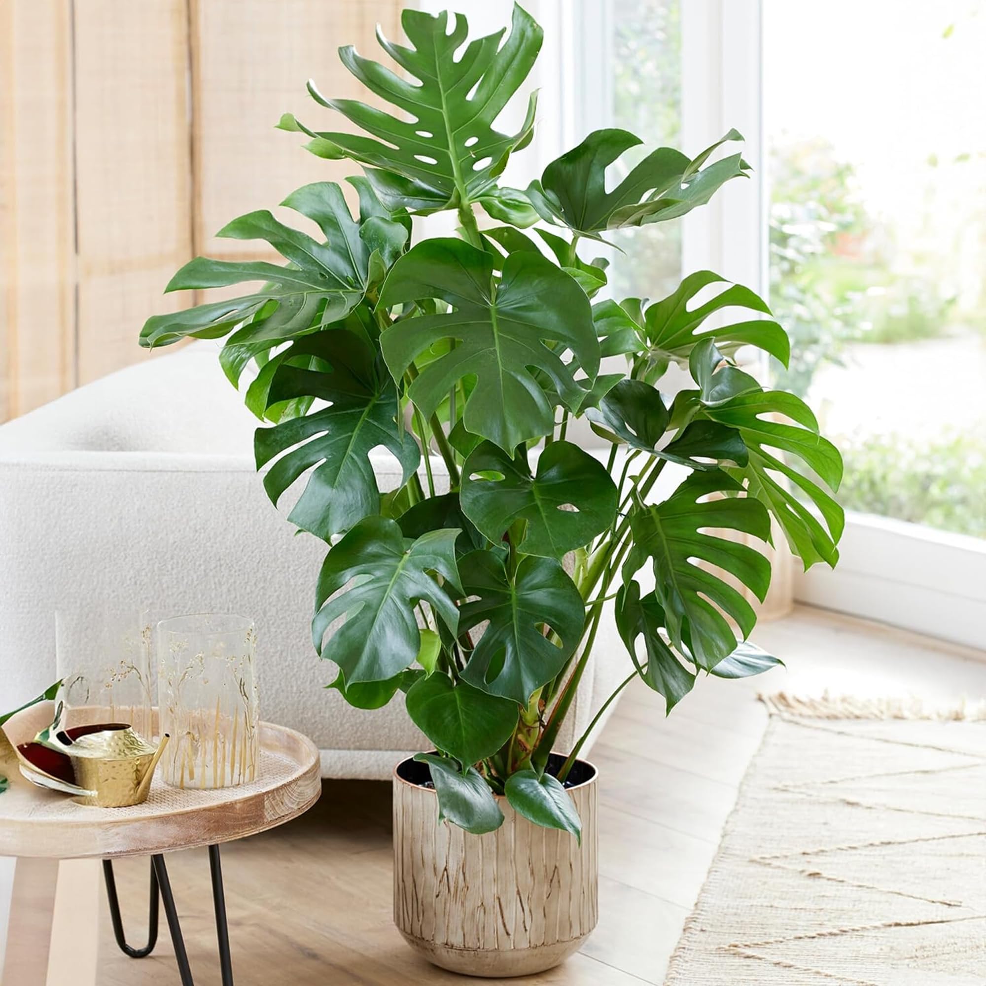 Schweizer Kse-Pflanze Monstera Deliciosa Zimmerpflanzen Immergrne  Topfpflanze fr drinnen. 80-90cm : Amazon.de: Garten