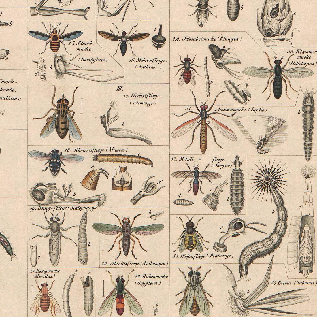 Meishe Art Poster vintage con stampa colorata di uccelli razze specie di identificazione educativa tabella di riferimento vecchio stile pop bella