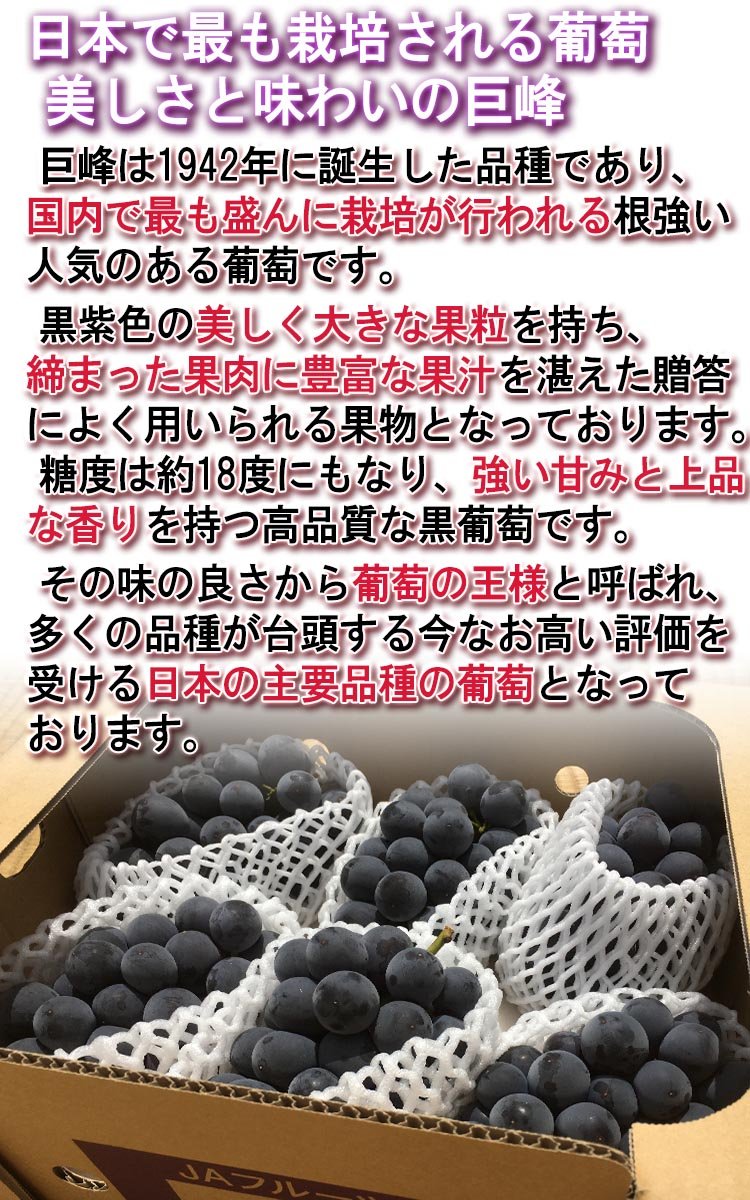 Amazon.co.jp: 巨峰 大粒ぶどう 約1.5kg 2～3房入り 山梨県・長野県産
