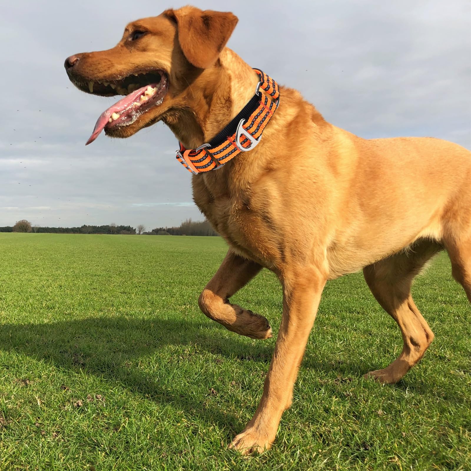 Martingale Collar for Dogs, Reflective Nylon No Pull Choke Collar with Padded Comfort, Metal D-Ring & No Buckle for Training, Walking & Overexcited Pulling Control-Orange L