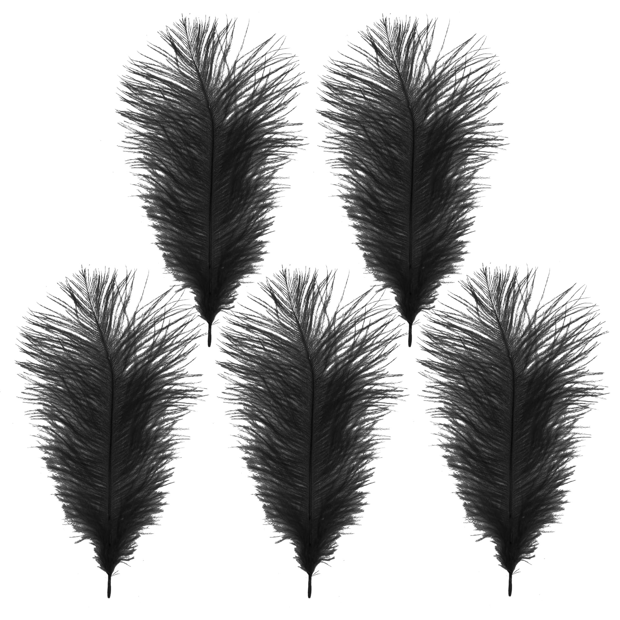 WedDecor Black Natural Ostrich Feathers 14-16" (35-40cm) Long for Wedding Centerpieces, Home, Decorating Costumes, Embellishment, Art & Craft, Parties (Pack of 5)