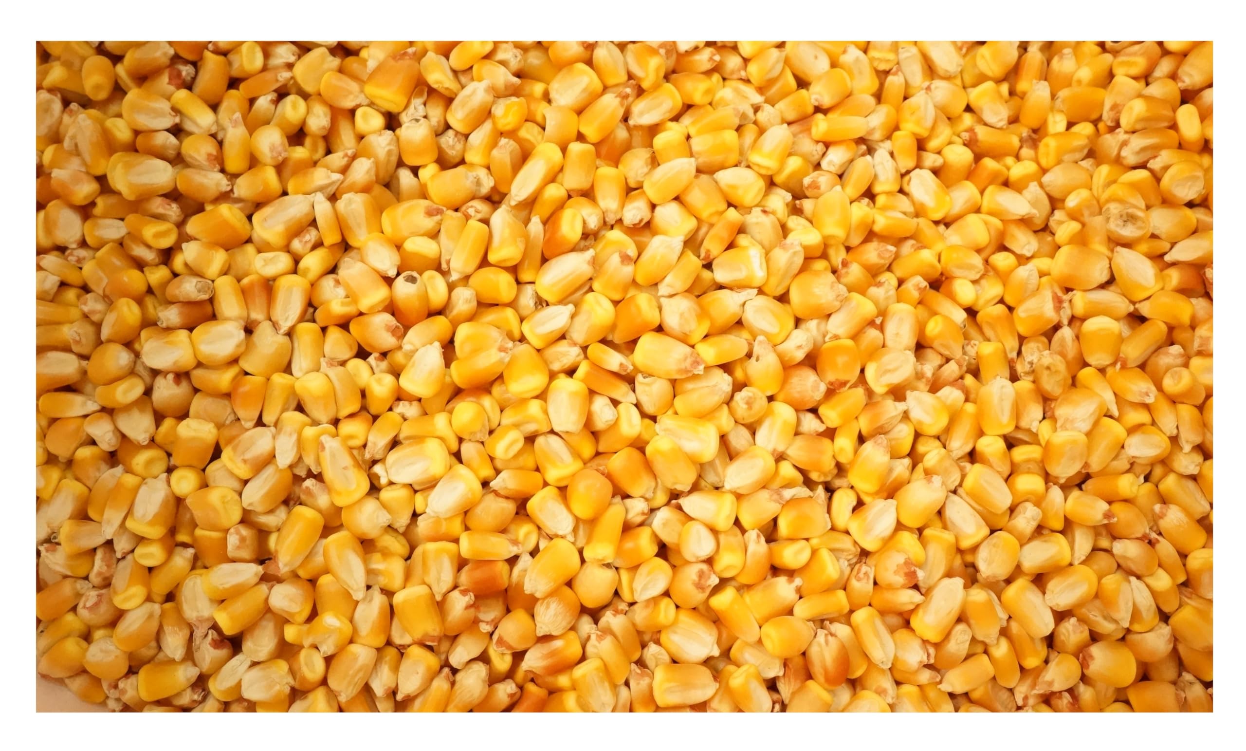 JL Missouri Parts &amp; Misc. 20lb 20 lbs Pounds of Critter Corn Bulk Feed Corn for Pets Etc. Squirrels Mice Hamsters Chickens Treat Whole Kernel