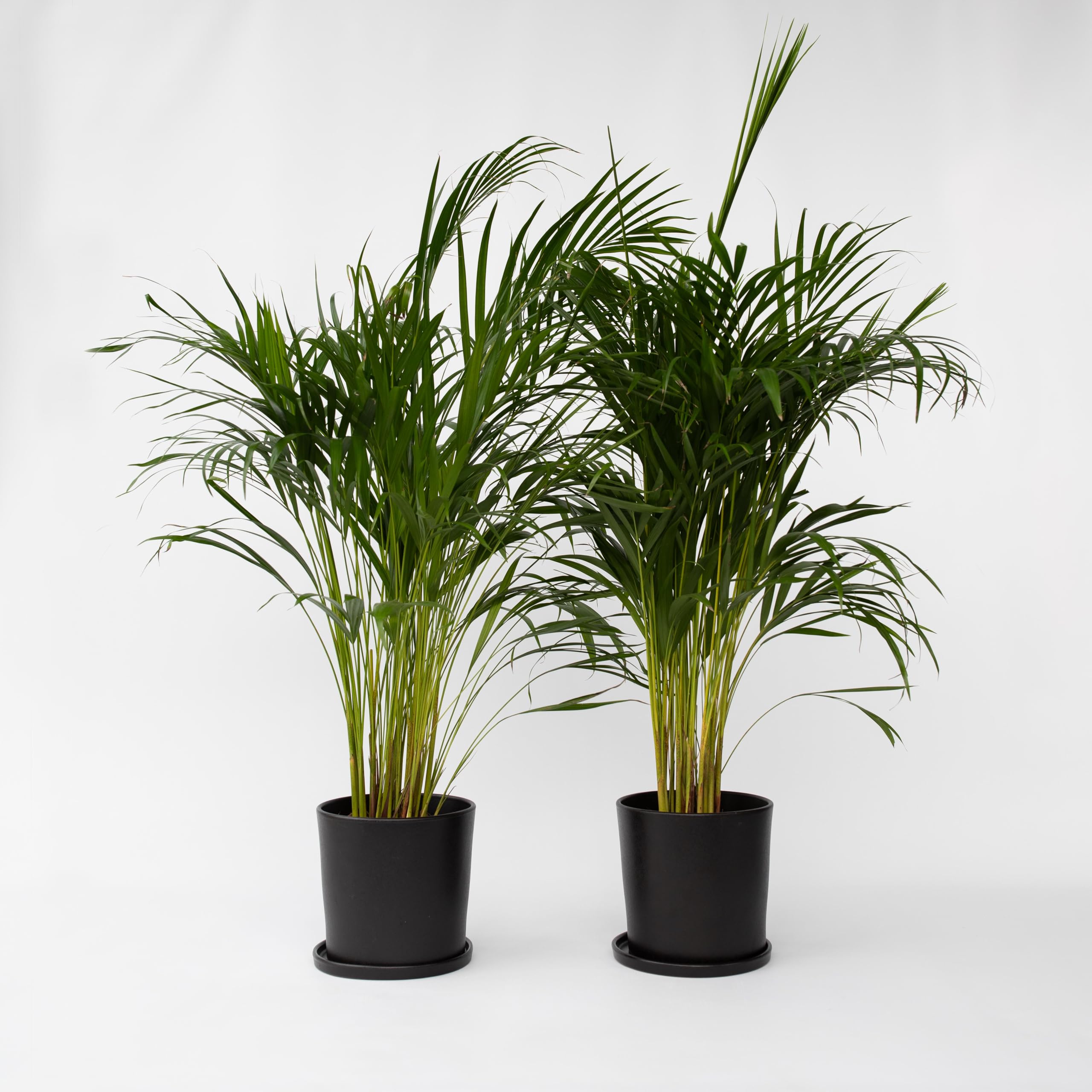 Plant in a Box - Palma Areca - Set di 2 - Dypsis lutescens - Altezza 100-120cm - Vaso 21cm - Pianta d’Oro Tropicale da Interno - Purifica l’Aria e Decora la Casa - Facile da Curare