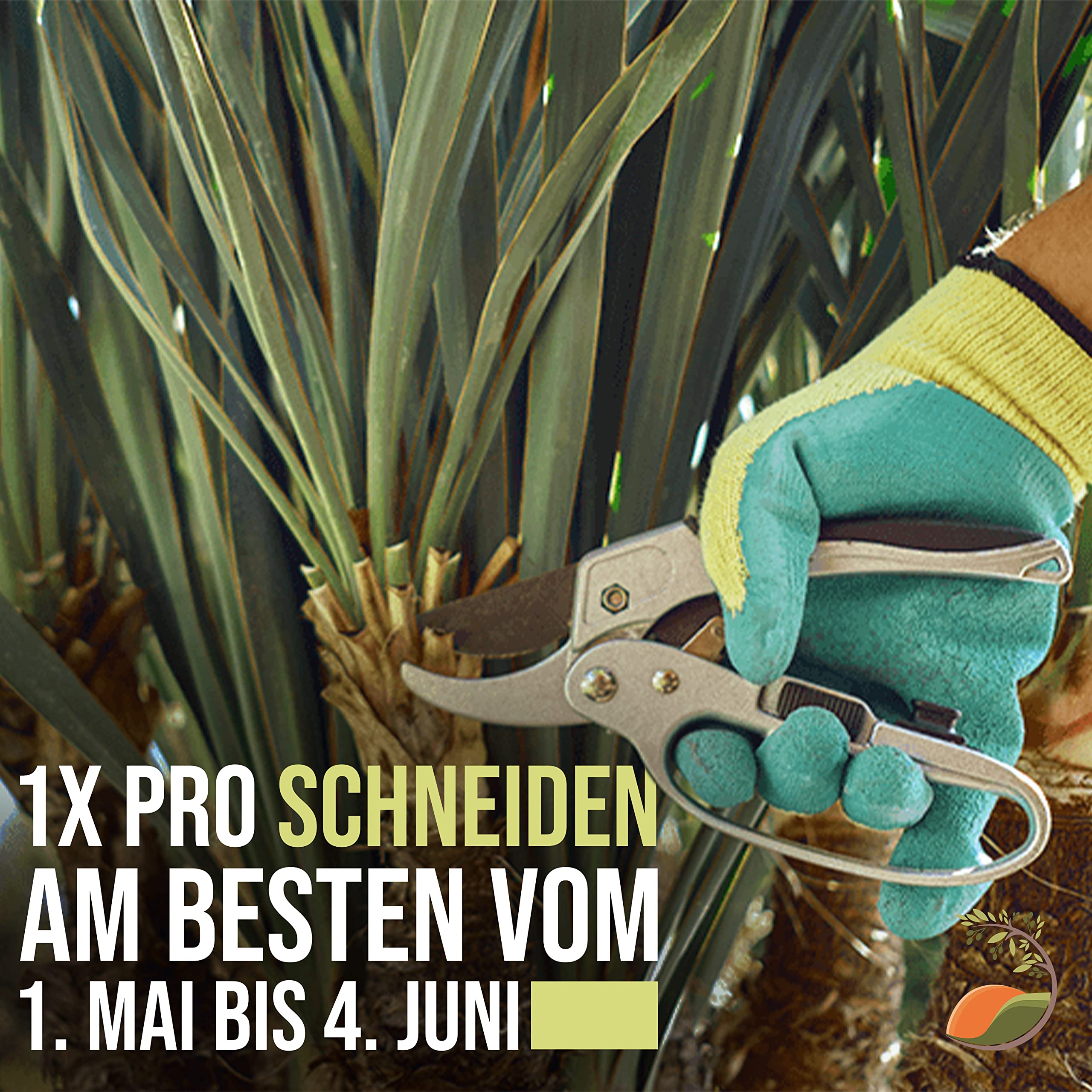 Tropictrees Phönix canariensis | Hauteur 160cm | Palmier dattier | Résistant au froid | Palmier phénix | Plante verte extérieure | dattier des Canaries | palmier exterieur