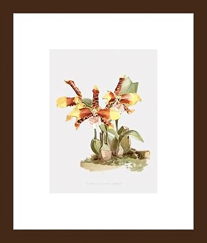 Classic Prints Gallery Botanical Orchid Art Prints - The Clown Orchid by Famed Botanical Illustrator Pierre-Joseph Redoute - Floral Kitchen Pictures - Framed Wall Decor