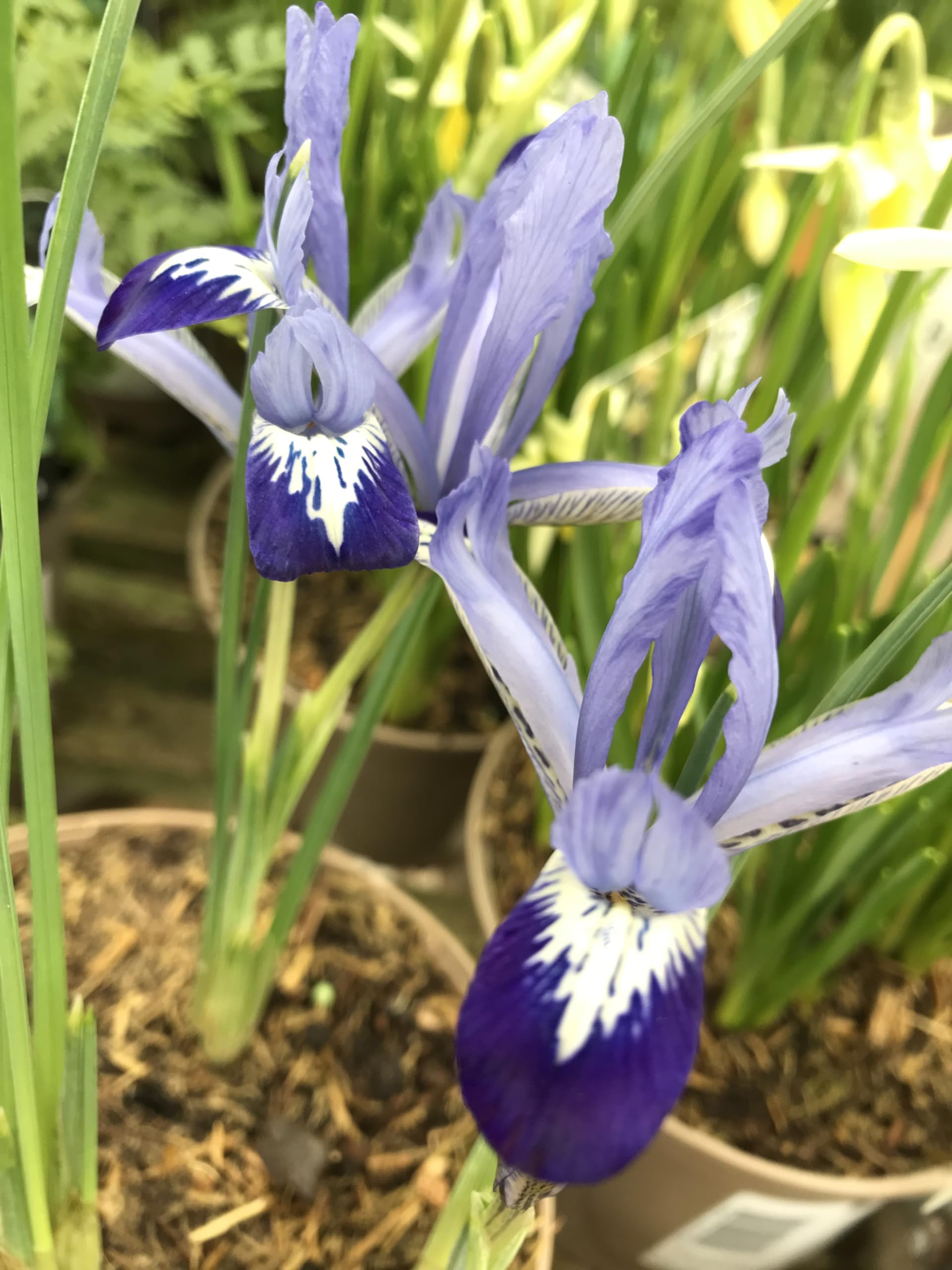 20 Bulbs of Dwarf Iris or Iris reticulata (Clairette) Includes Postage