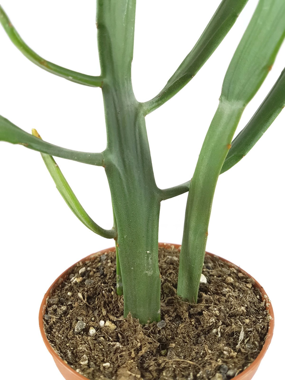 scindapsus moonlight variegata Scindapsus Rubicon Aurea Moonlight Yellow Variegated – oramicin main image 0