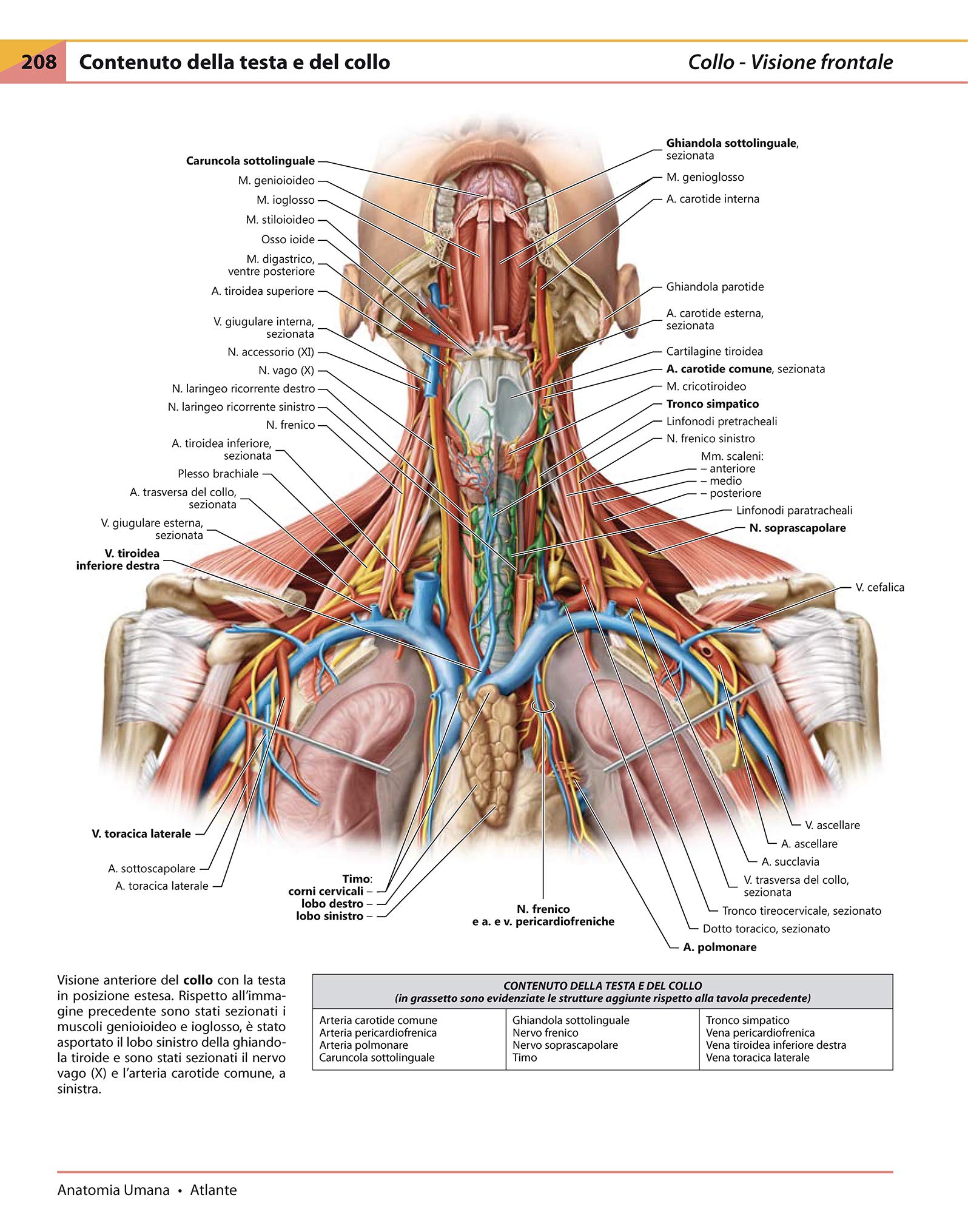 Anatomia umana. Atlante