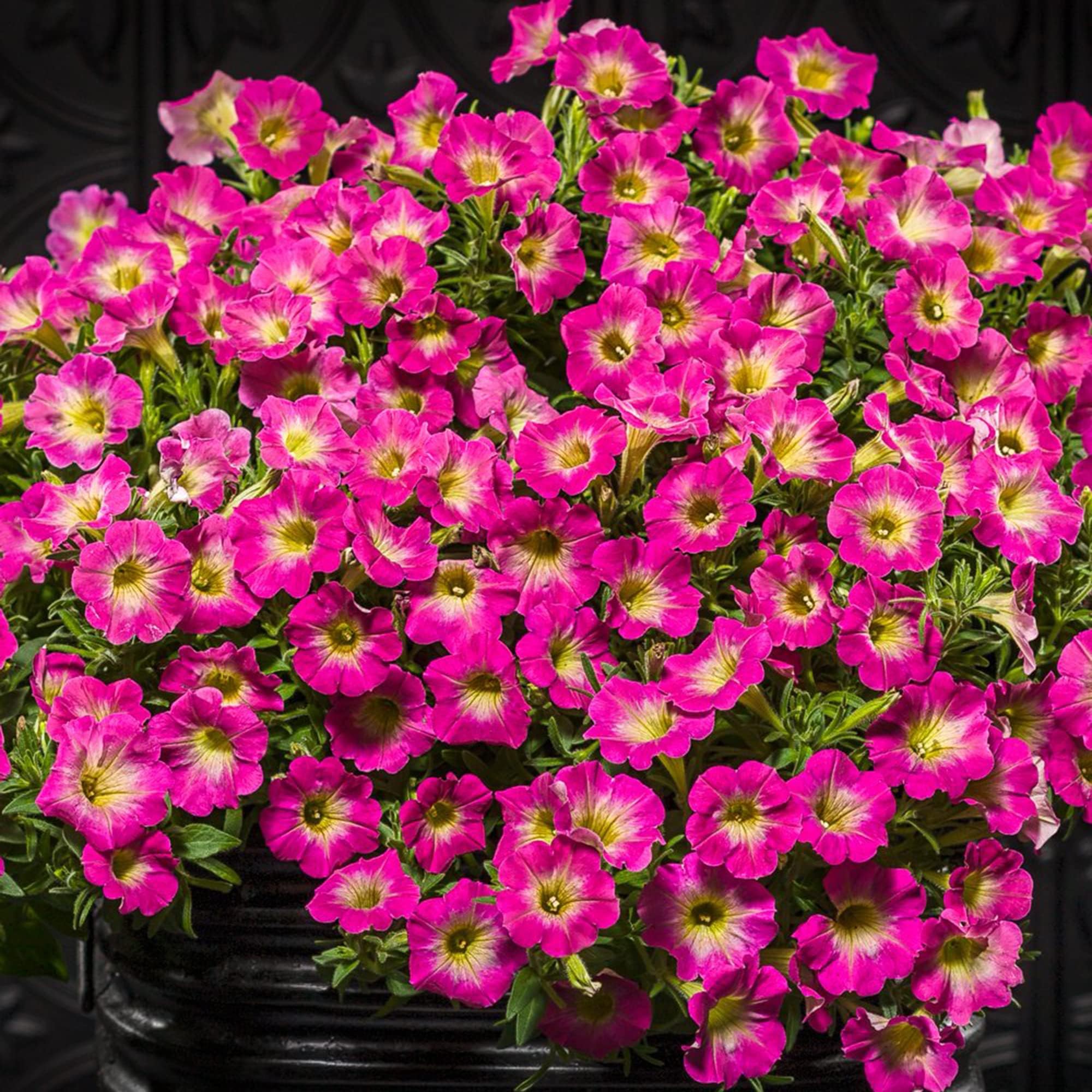 Petunia 'Supertunia Daybreak Charm' Seeds Showy Flowers