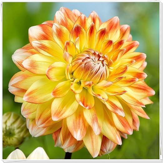 Amazon ダリア球根 特別な花壇で飾られた特別な花も 別の暖かい家を示しています ダリアのタネ ダリア種 ダリアタネ ダリアの種 黄 4球根 花 Amazon ダリア球根 特別な花壇で飾られた特別な花も 別の暖かい家を示しています ダリアのタネ ダリア種 ダリアタネ ダリアの種 黄 4球根 花