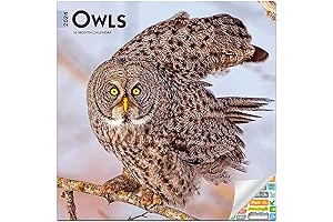 Owls Calendar 2021: Perfect for Owl Lovers