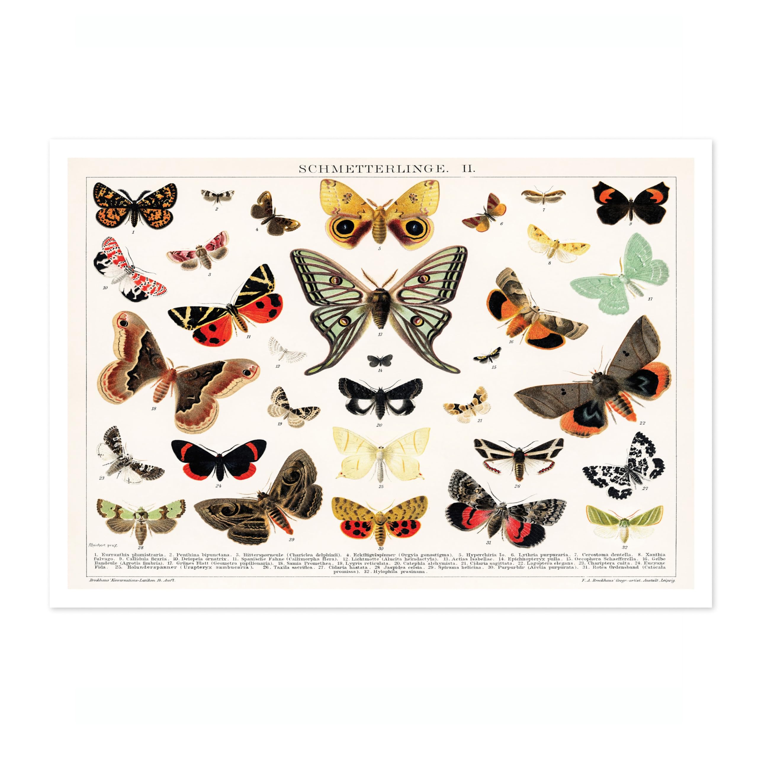 Antique Butterfly And Moth Lithograph Poster, Vintage Botanical Art Prints, Retro Encyclopedia Illustration Wall Art Plants Pictures, Bedroom Living Room Home Decor, A2 (Print Only) - 59.4x42cm — image 1