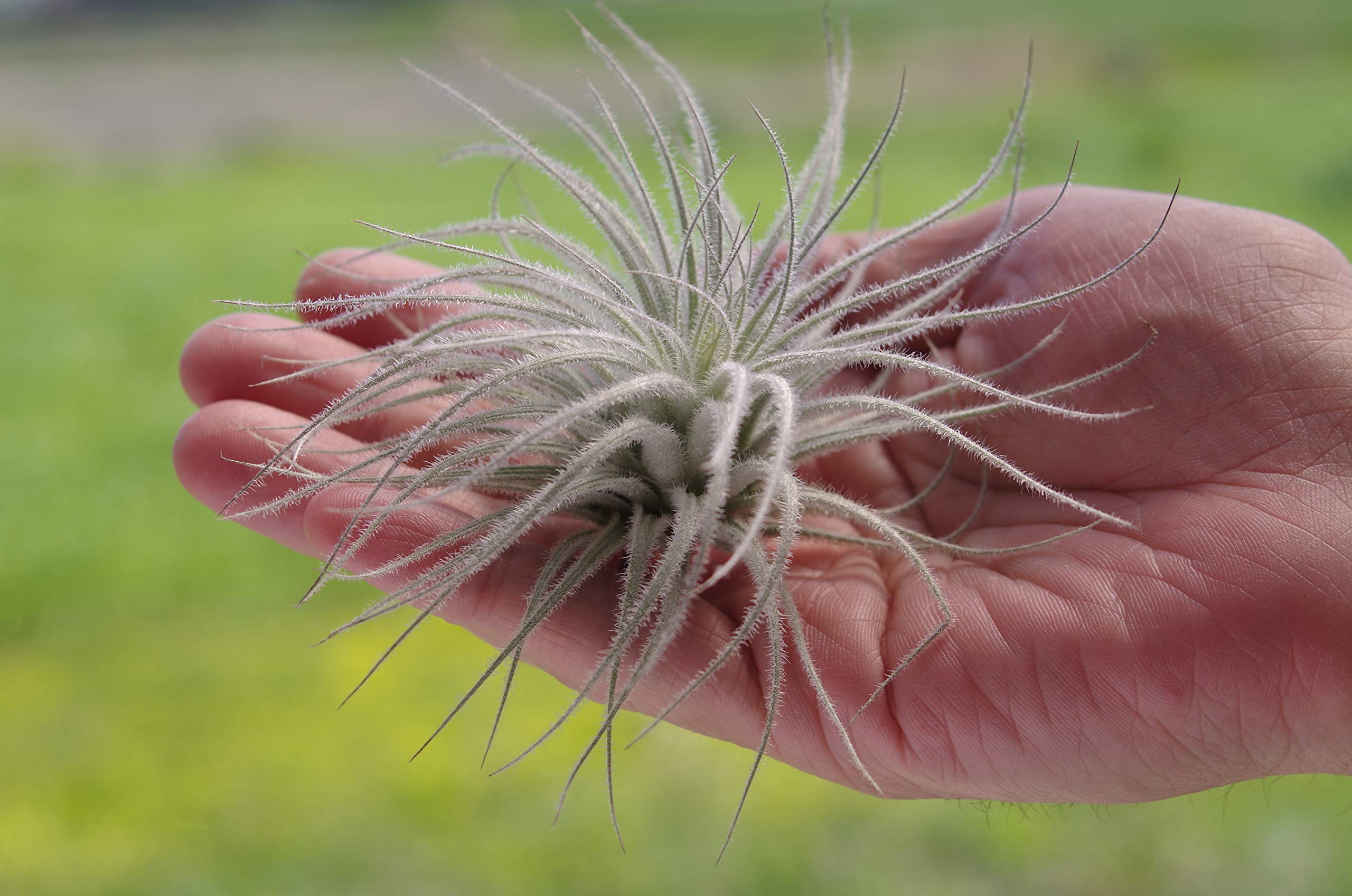 Amazon|ティランジア テクトラム Tillandsia tectrum テクトルム エア Amazon|ティランジア テクトラム Tillandsia tectrum テクトルム エア