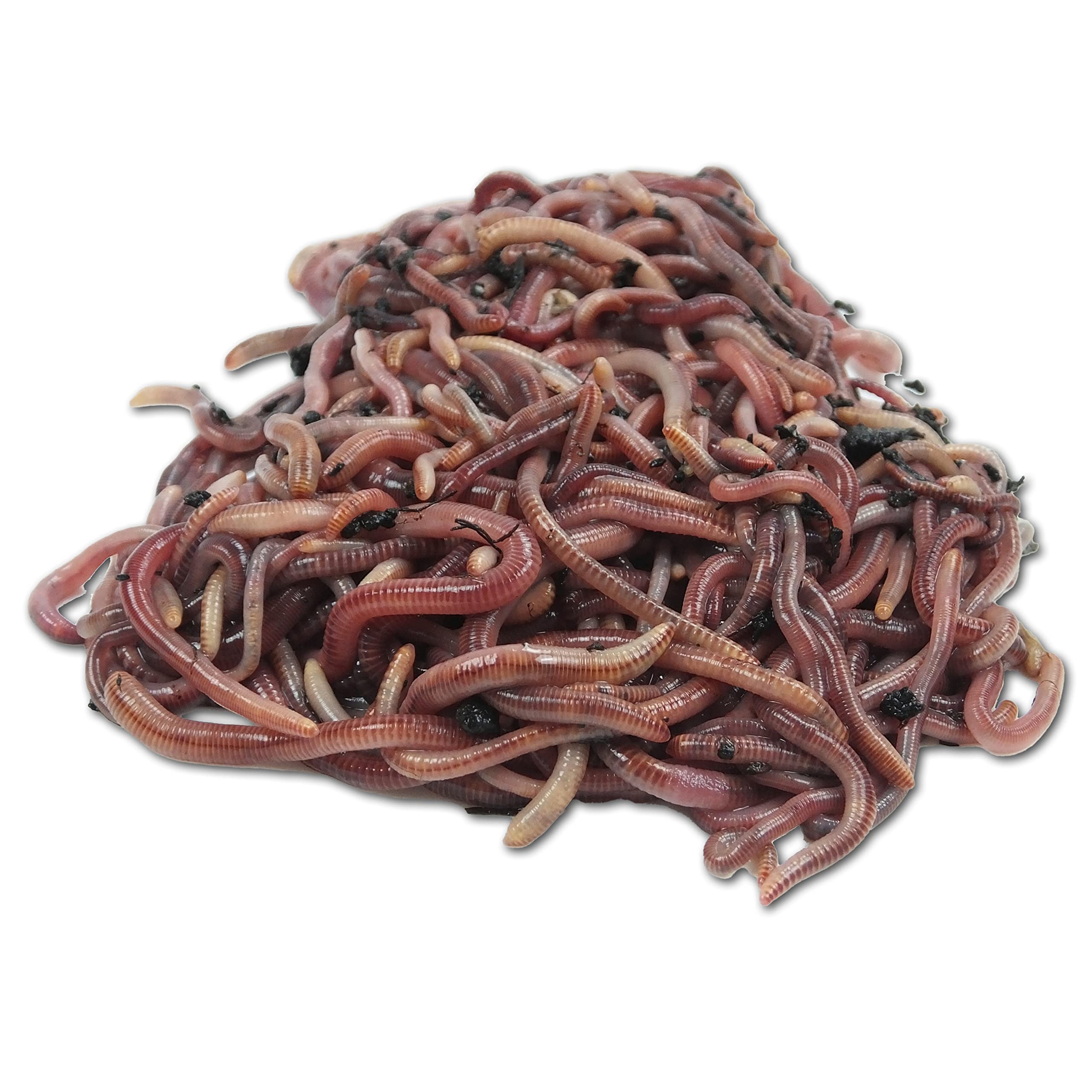 Buy Composting Worms, Compost Starter Earthworms, Eisenia Active