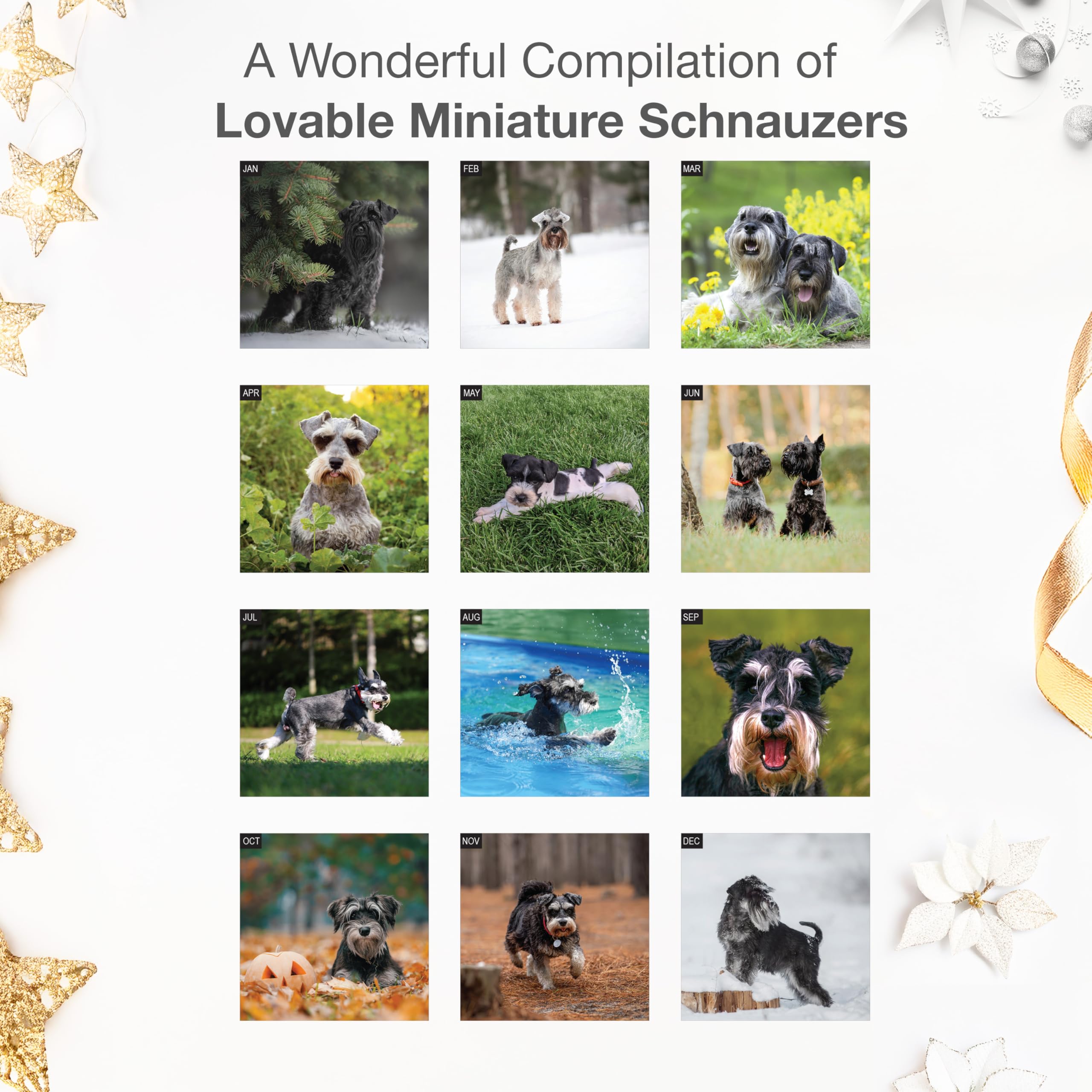 RED EMBER Miniatur Schnauzer Wandkalender 2026, 12 Monate, 30,5 x 61 cm offen, dickes & stabiles Papier, Geschenk, Kalender 2026