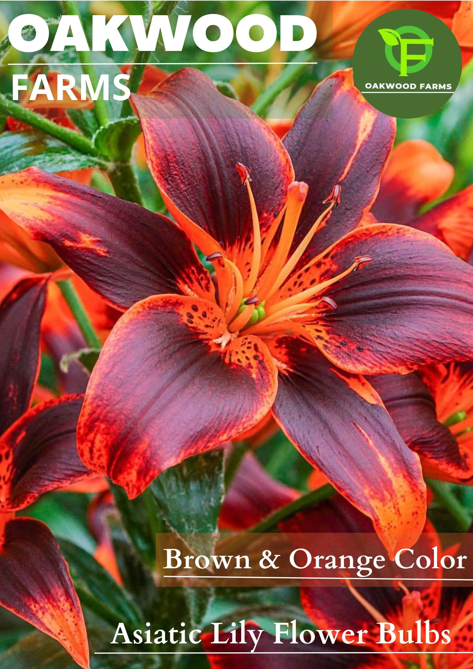 Imported Asiatic Lily/Lilies/Lilium Brown & Orange Color Flower Bulbs (Pack Of 3 Bulbs)-image-19