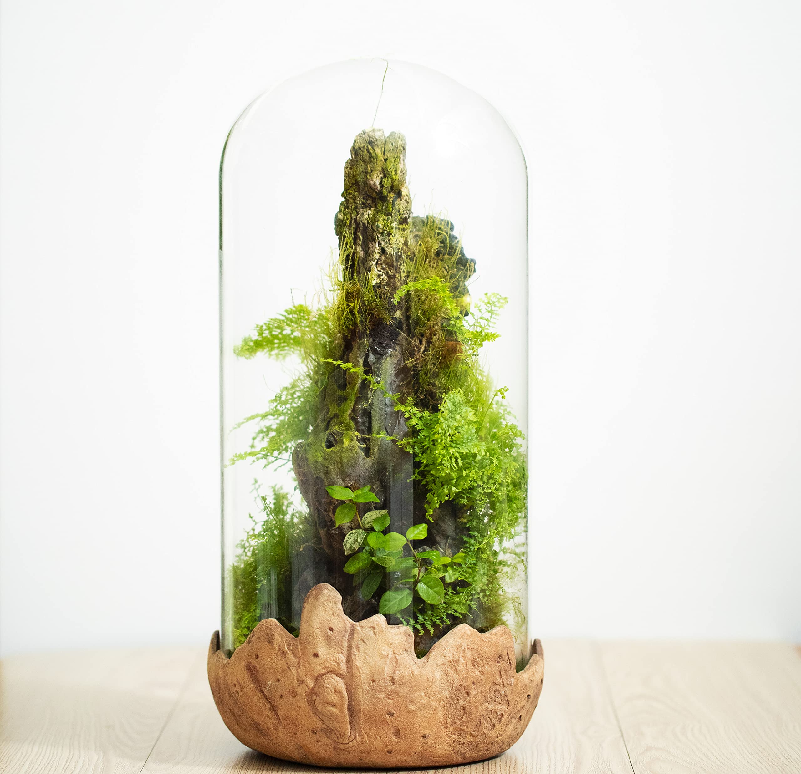 Forestry Live Flower Terrarium in Self Sustaining Bio Bottle, Maintenance Free and Blooms NEPHROLEPIS GREEN LADY Great Unique Gift and Home Decor, 100% Growth Guarantee Size 45x22
