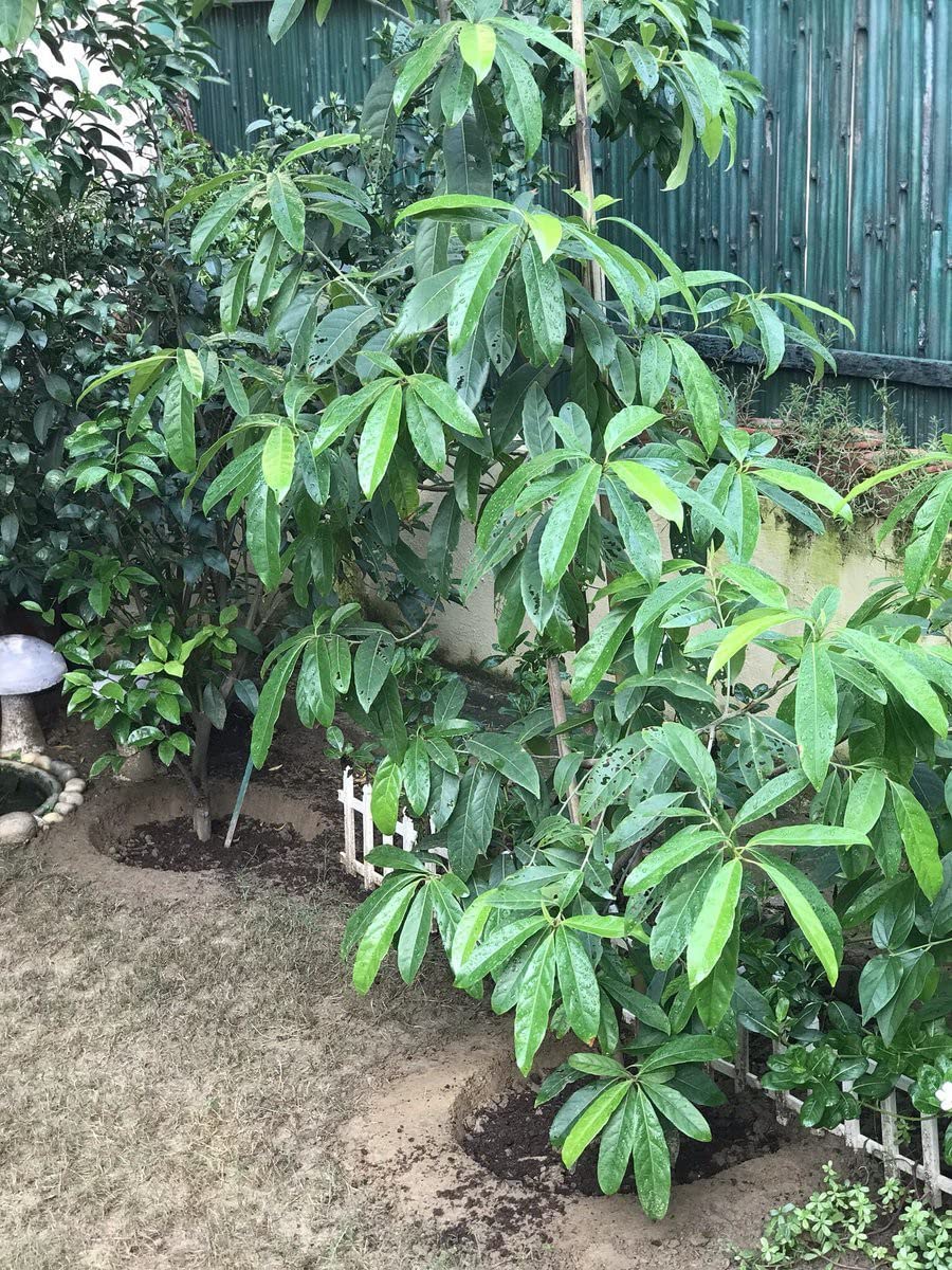 The Entacloo Rudraksha Plant (KH-119) (B0BMX4VQ2M) Amazon Price History, Amazon Price Tracker