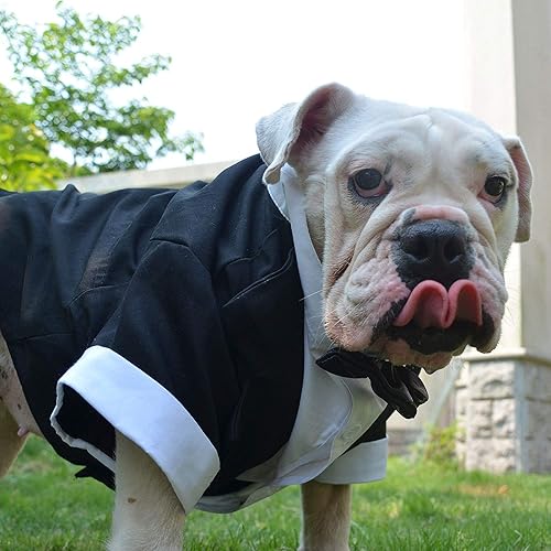 Miniatura 6 de Lovelonglong Disfraz de bulldog para perro, traje formal de esmoquin con pajarita negra, ropa de boda para puggsbulldog francés, bulldog inglés, Pit
