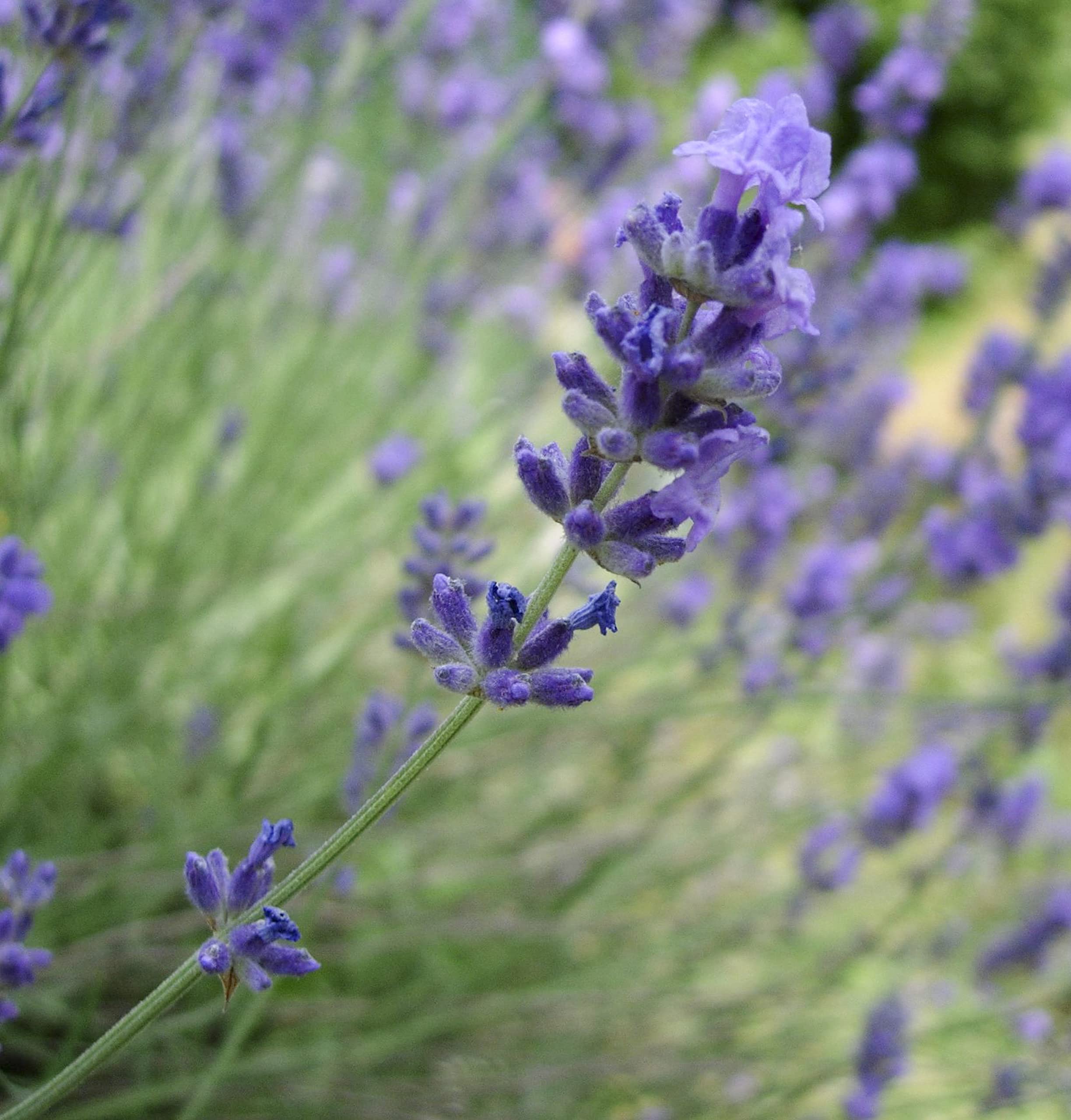 Vannucci Piante - Lavandula angustifolia 'Hidcote' compatta, Lavanda, Pianta vera in vaso, Pianta da terrazzo
