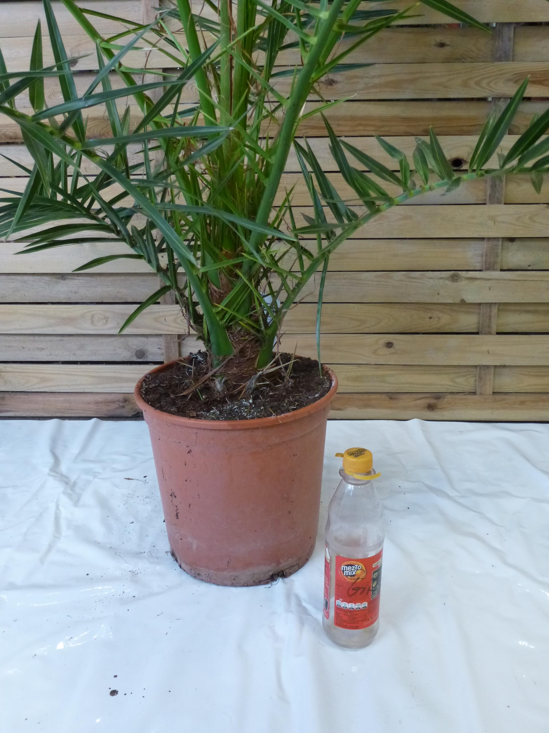 [Palmenlager] XL Phoenix canariensis -kanarische Dattelpalme - 160 cm - kräftiger Stamm // Indoor & Outdoor Palme