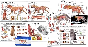 Blue Tree Publishing Dog and Cat Anatomy Education 10 piece Set, Cards, Pocket Charts, and Note Pad for Veterinarians, students and sales staff.
