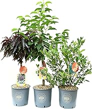 Vannucci Piante - Set of 3 Fruit Plants (Dwarf Cherry + Dwarf Peach + Blueberry), Real Plants, Outdoor Plants, Balcony Plants