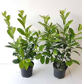 Prunus Novita Kirschlorbeer Pflanzen, 10 x Hhe: 60-80 cm, Immergrn,  Winterhart : Amazon.de: Garten
