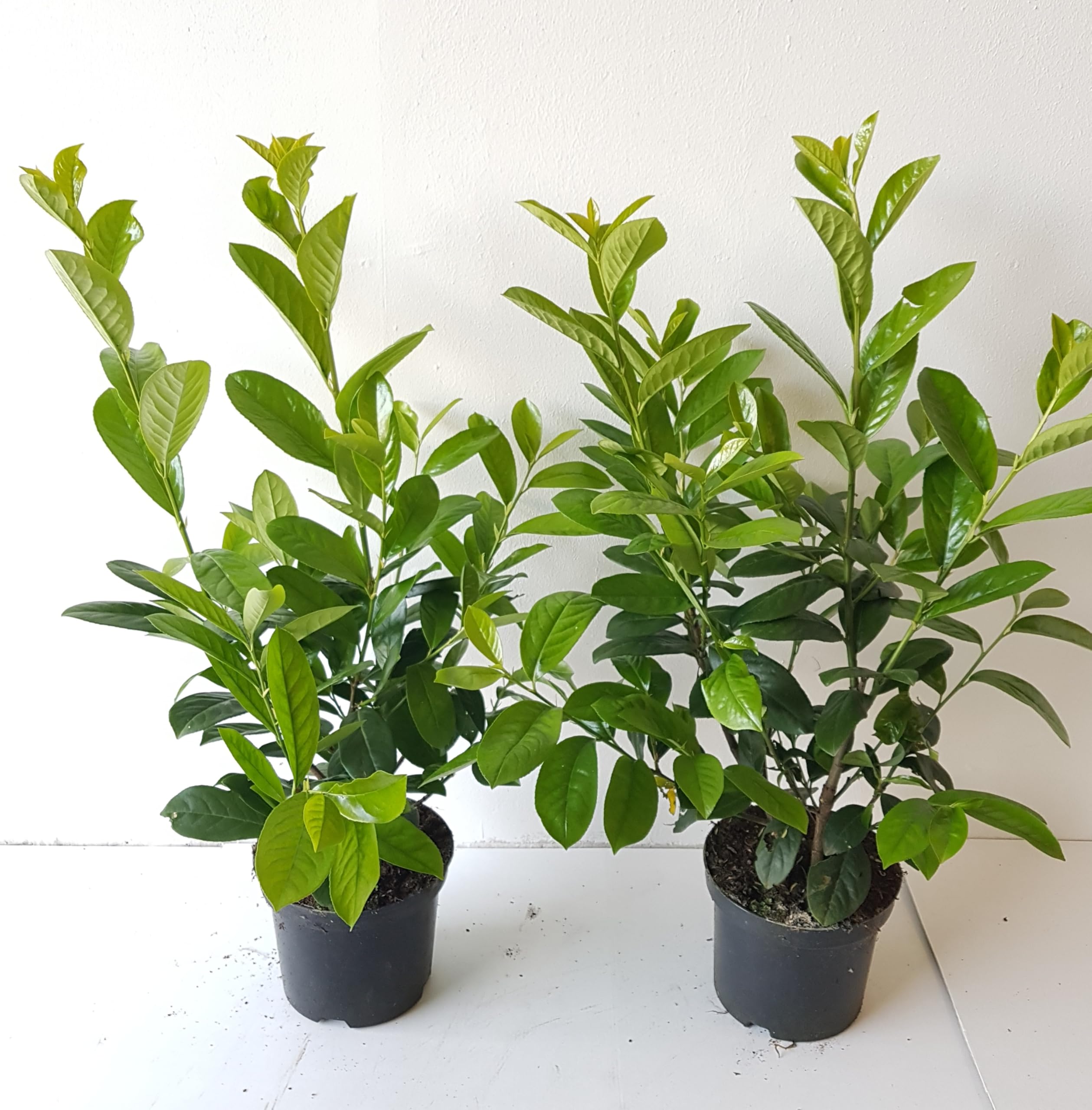 monstera indanza Monstera deliciosa (6in+) 6in
