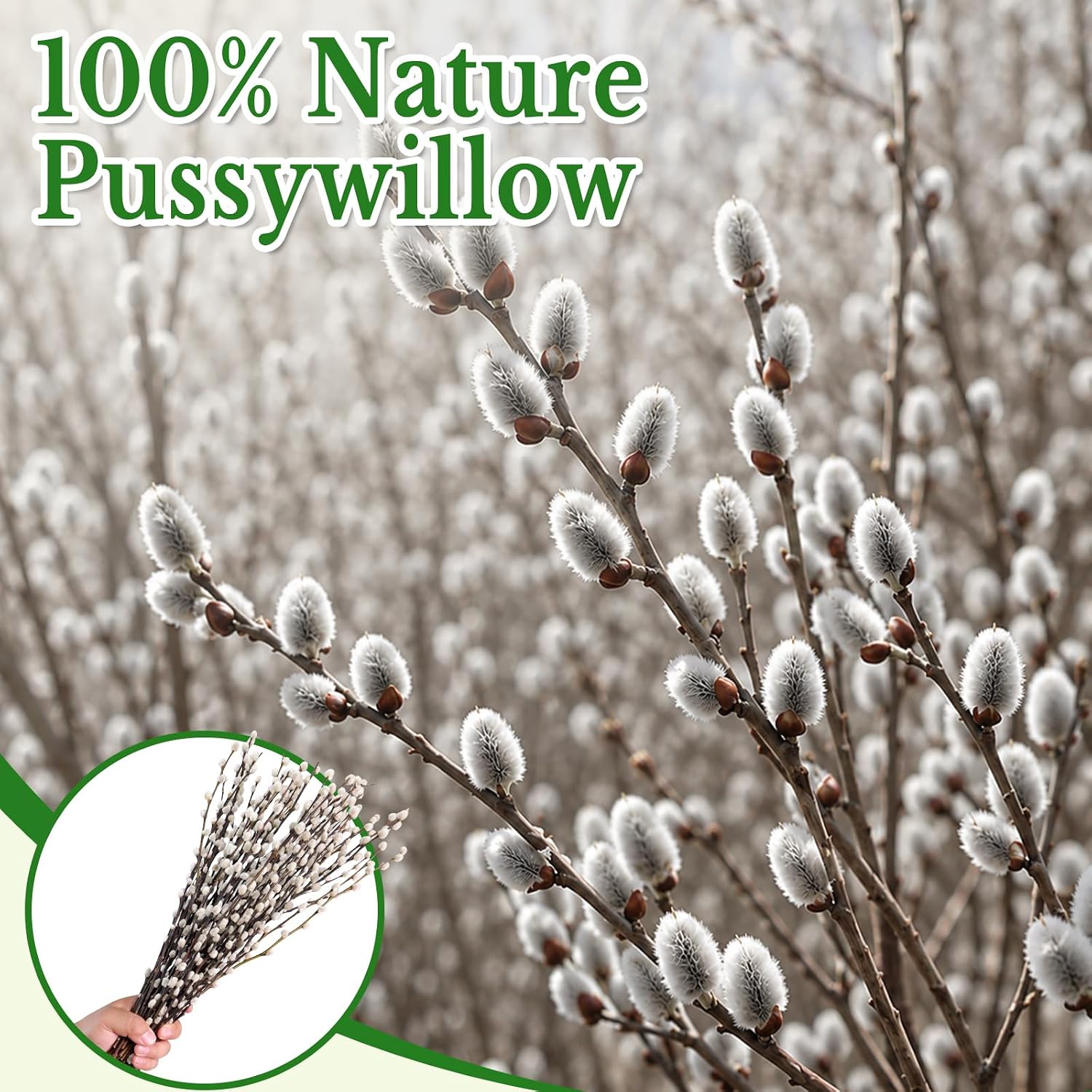 25 Stems Natural Dried Pussywillow Branches for Vases Decor, 15''-17'' Real Preserved Pussywillows with White Snow Willow Branches for Home Decor Wedding Party DIY Floral, Fireplace &Yard Decor