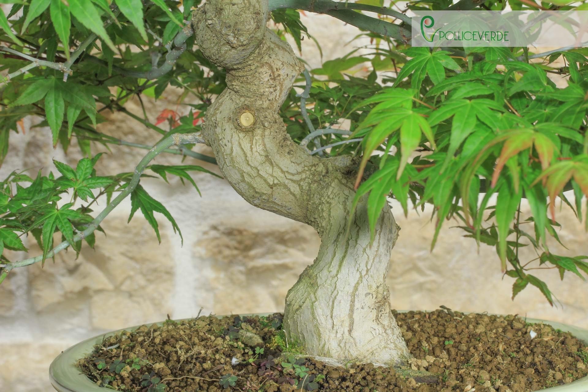 Bonsai di Acero Palmato Yamamomiji (12)