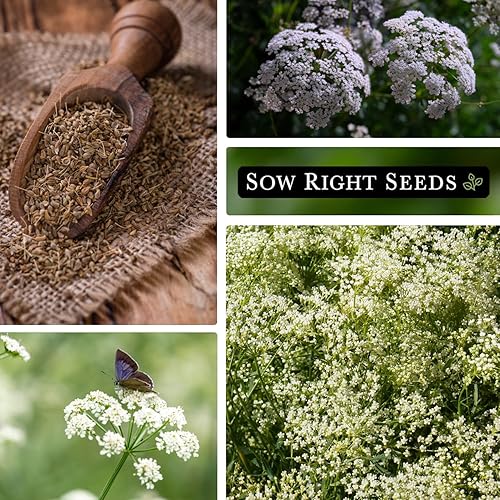 Miniatura 4 de Sow Right Seeds - Semilla de anís para plantar - Hierba culinaria aromática para plantar tu jardín de hierbas caseras - Interior o exterior - Planta
