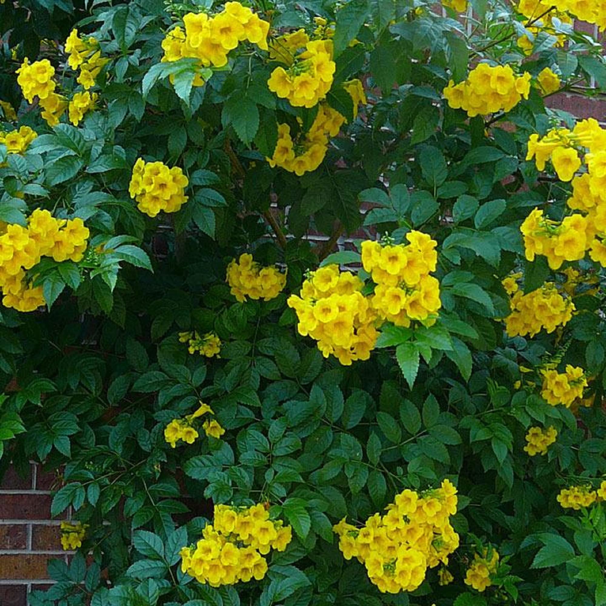 Amazon.com : CHUXAY GARDEN Tecoma Stans-Yellow Trumpetbush,Yellow