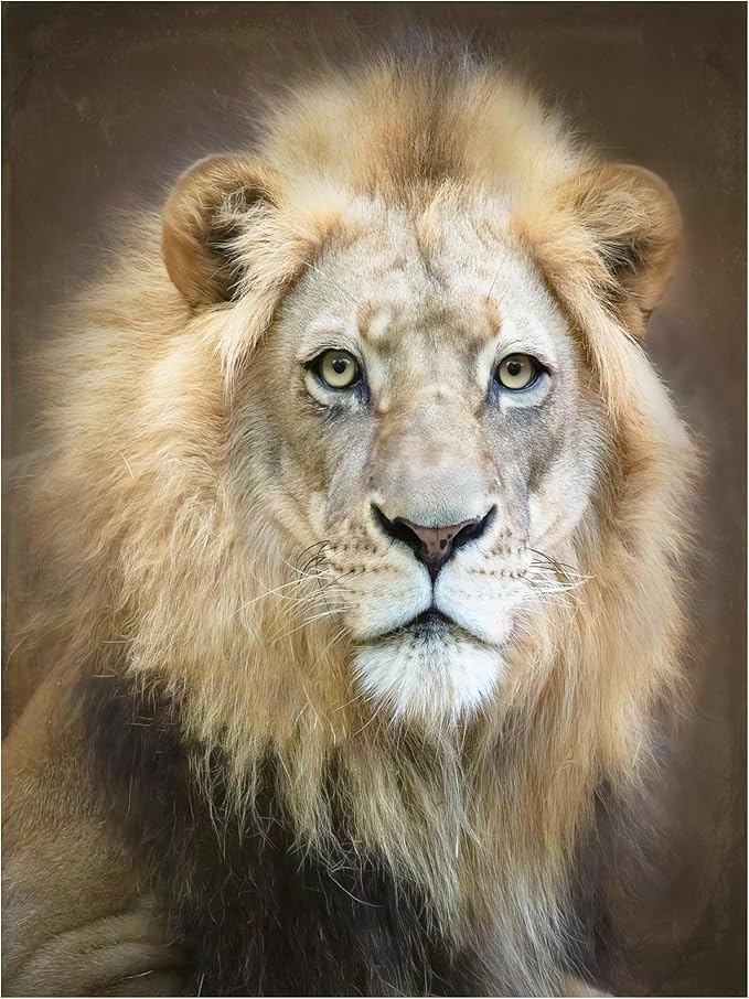 Trademark Fine Art Canvas Wall Art - Linda D Lester 'Portrait Of A Young Male Lion' Wall Art for Living Room, Bedroom, or Office Décor