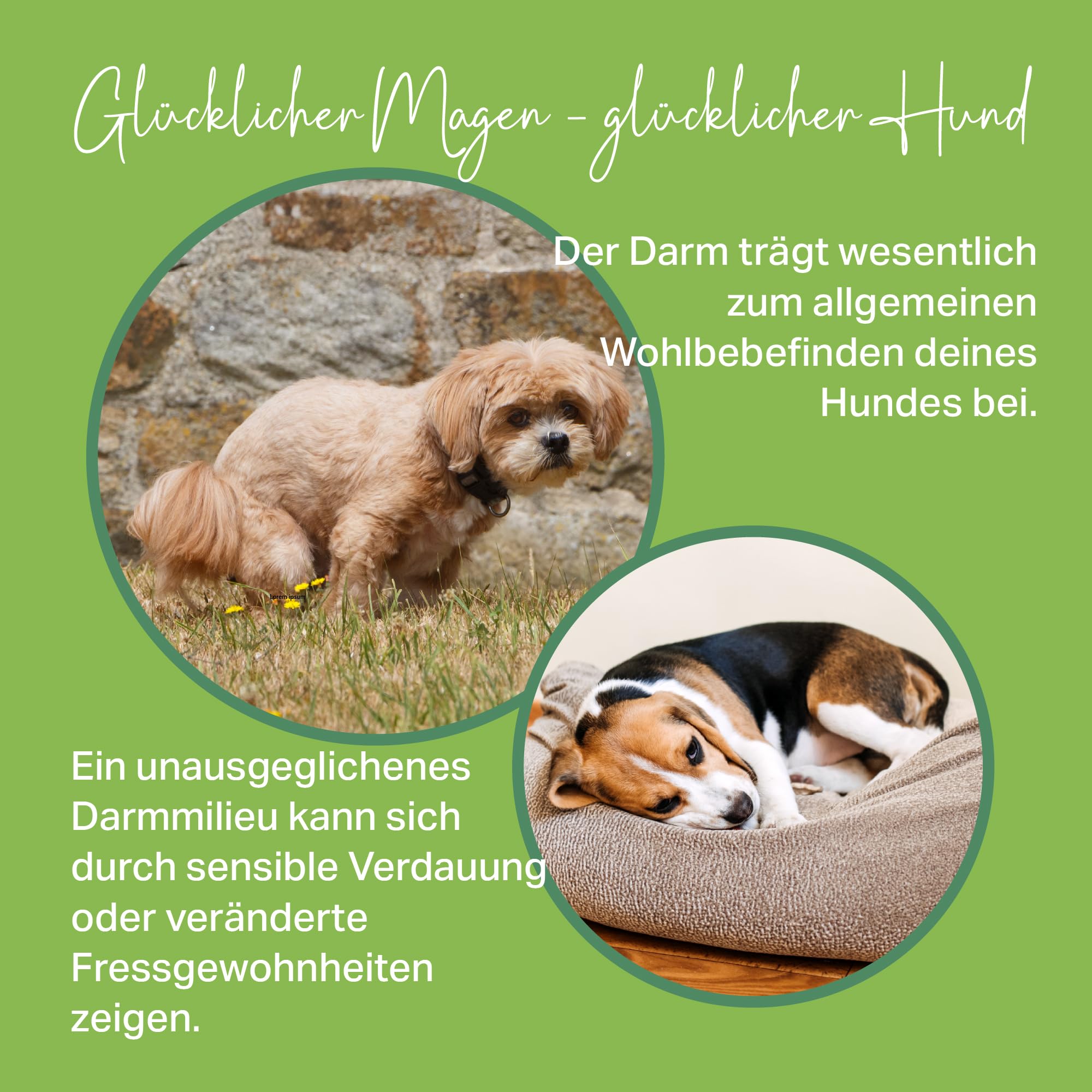 MEDIDOG Darm Aktiv Drops – 400 g – kaltgepresste Drops für alle Hunde – unterstützt eine ausgeglichene Darmfunktion und Normale Kotbeschaffenheit – mit Inulin, MOS & Flohsamenschalen