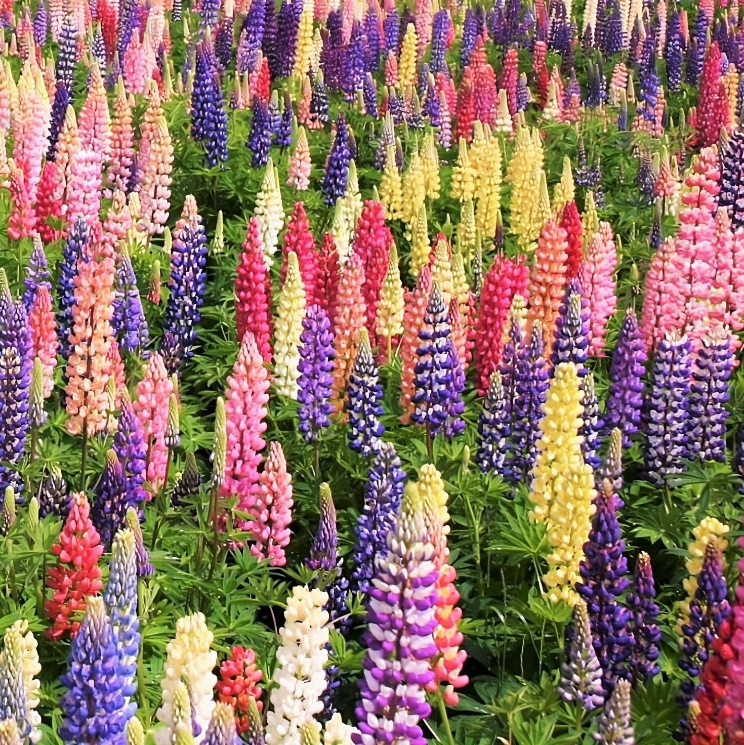 Amazon.com : TomorrowSeeds - Russell Mix Lupine Seeds - 1800+