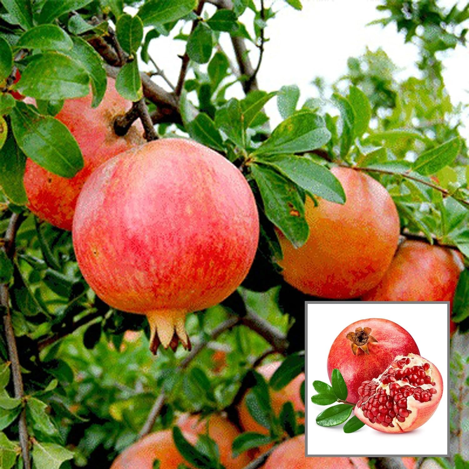 HAPING Anar Ganesh Pomegranate Layering/Grafted Fruit Live Plant (1.5-3 Feet Height) (B0D5VSVYSH) Amazon Price History, Amazon Price Tracker