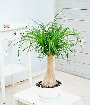 観葉植物 トックリラン ポニーテール マヤパーム ノリナ マヤツリー 8号鉢 81O4m9woBPL._UF350,350_QL50_.jpg