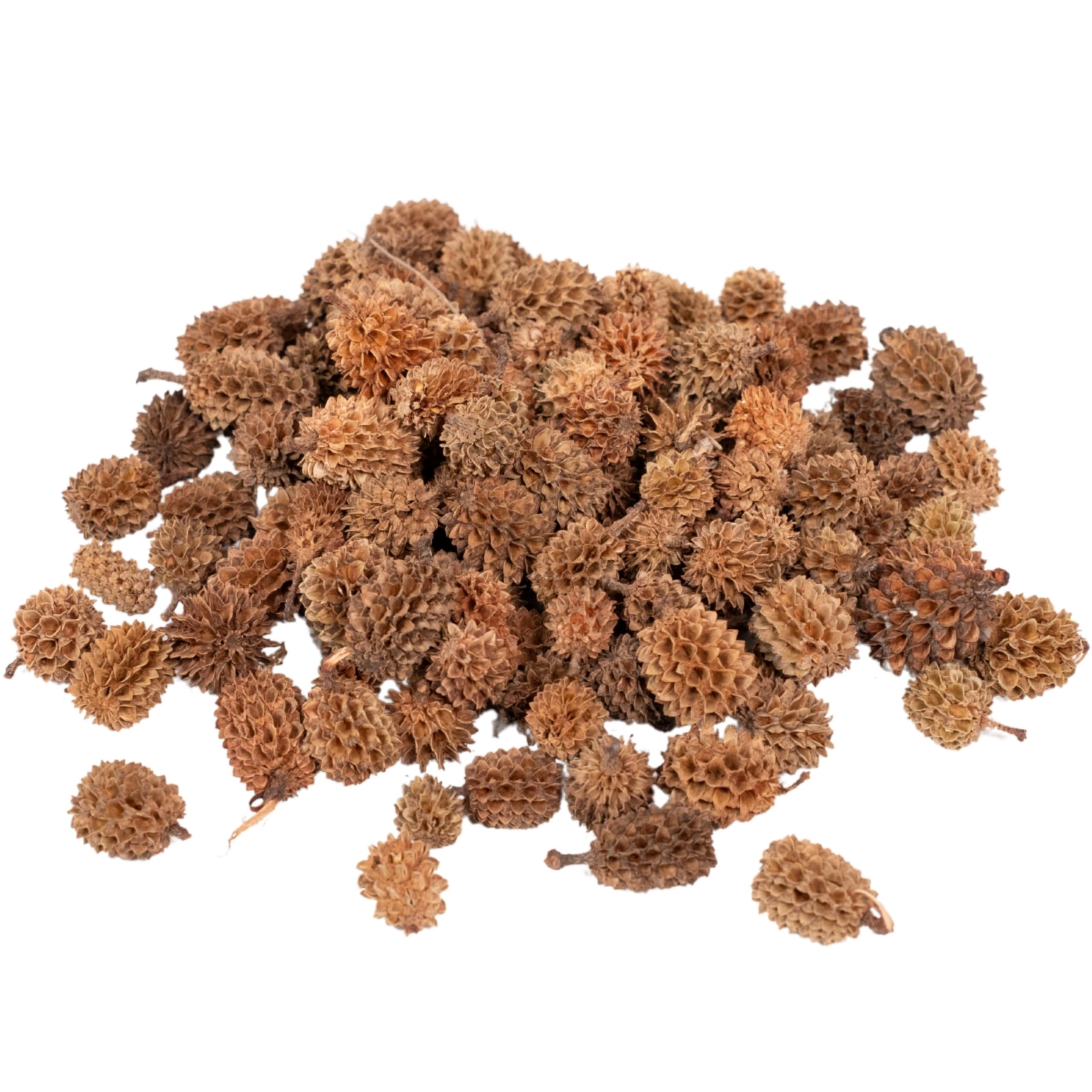 Rainbow Eco Play Natural Casuarina Cones – Christmas Decorations, Wreath, Small Cones, Ideal for Crafts, Bowl Fillers, Festive Floristry, Home Décor, Table Scatters - approx 130pcs - 100g