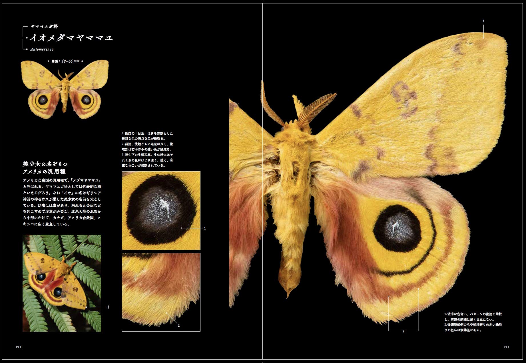 展翅標本】ベトナムのヤママユガ ヒレオナガミズアオ【昆虫標本】