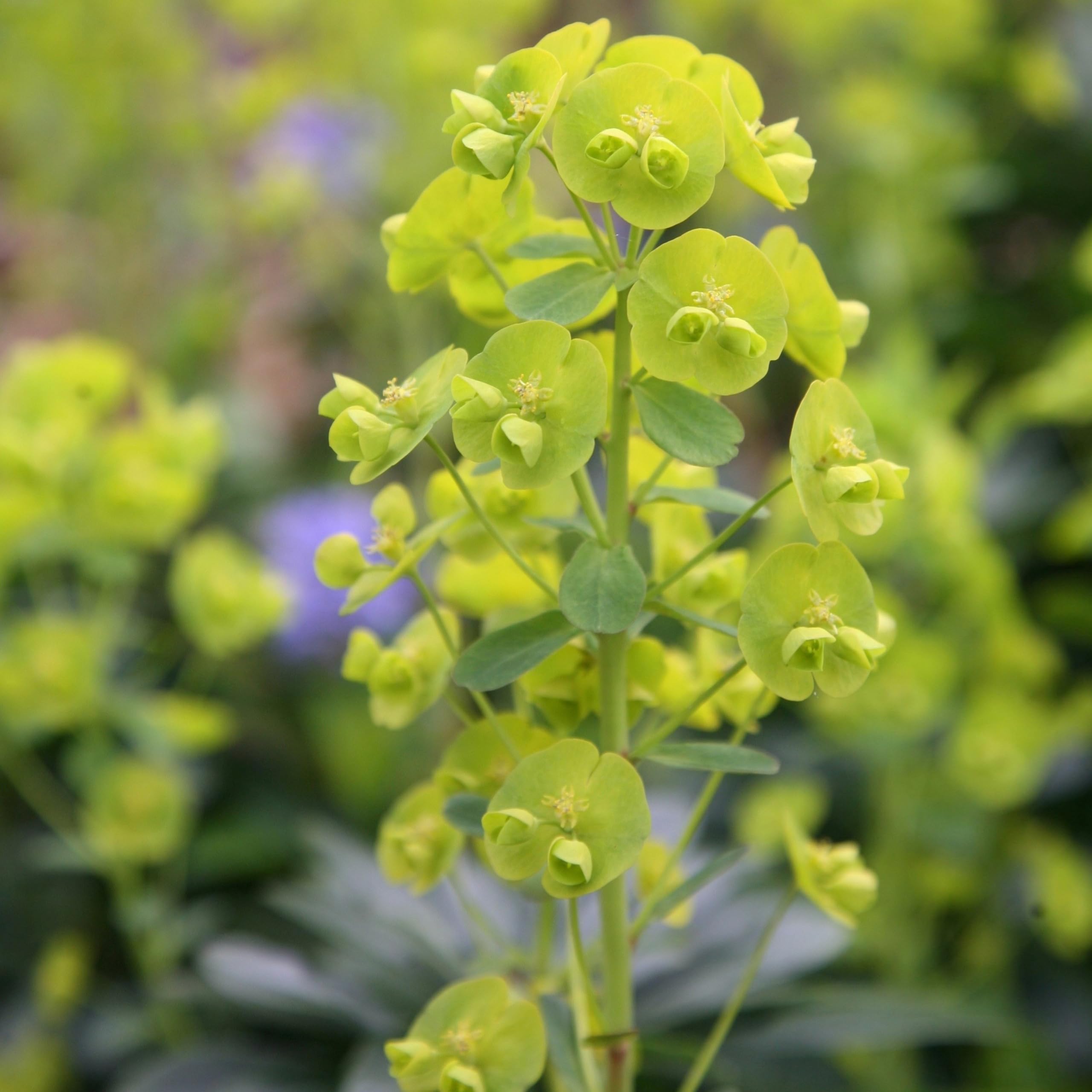 Plant Theory 9cm Pot Euphorbia Amygdaloides Robbiae Wood Spurge Perennial