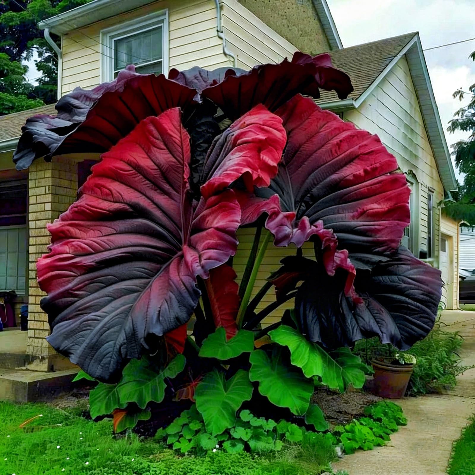 Giant Elephant Ear Bulbs for Planting, Hardy Perennial, Excellent Display,No Watering Required, Drought Tolerant-2Bulbs-e