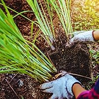 Vista 3 de 400 Lemongrass Seeds for Planting, Lemon Grass Seeds, Herb Garden Seed
