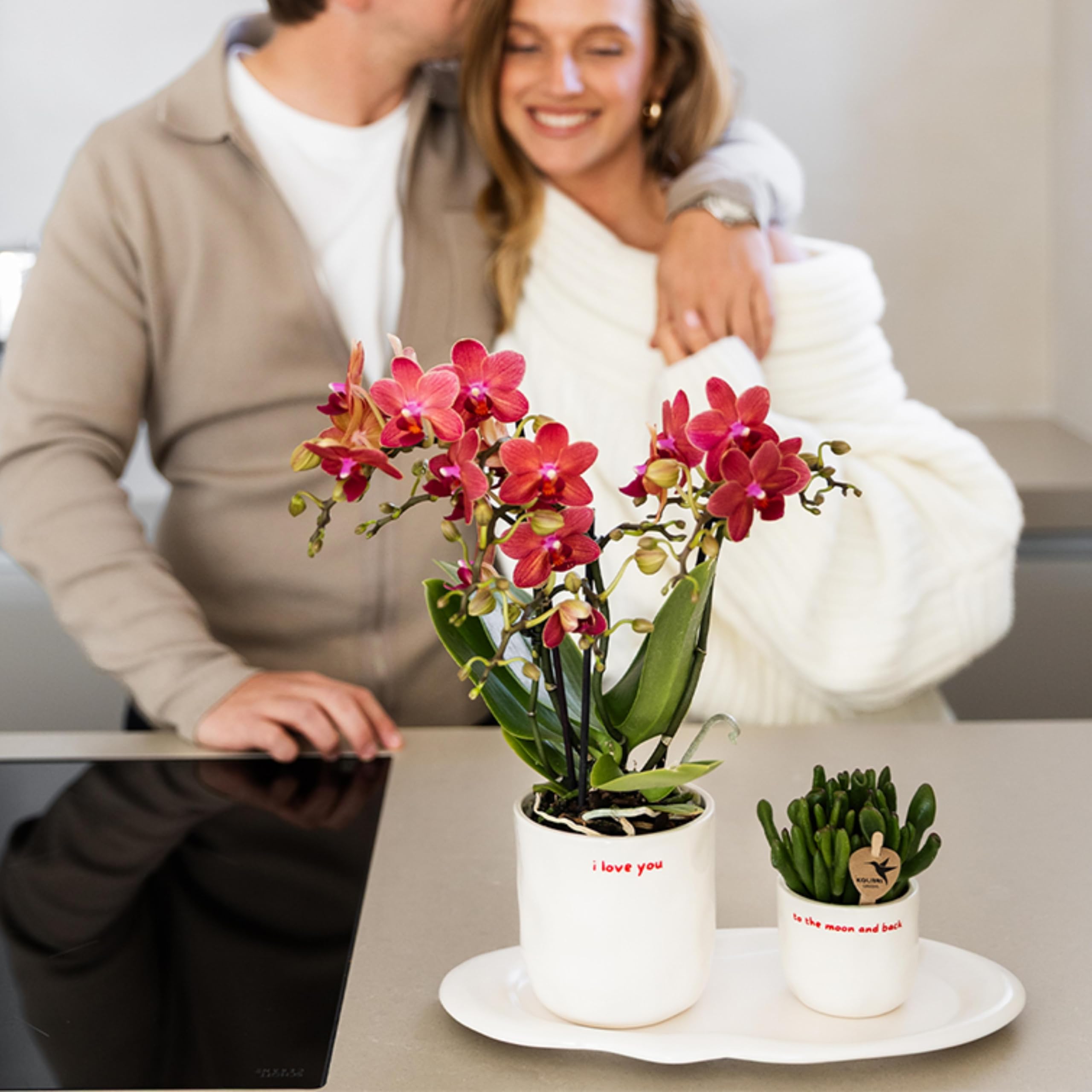 Kolibri Orchids | rote Phalaenopsis-Orchidee - Kongo - Topfgröße Ø9cm | blühende Zimmerpflanze - frisch vom Züchter